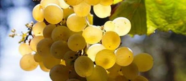 Il succo di uva bianca avrebbe un effetto anti grasso viscerale. Il succo di uva bianca avrebbe un effetto anti grasso viscerale.