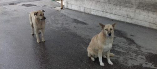 Andria, donna ricoverata in ospedale: i suoi due cani l'attendono per giorni | andriaviva.it