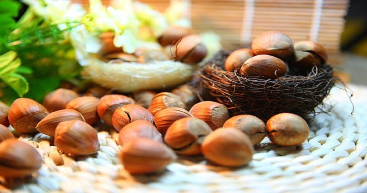 Hazelnuts can play a key role in preventing many diseases