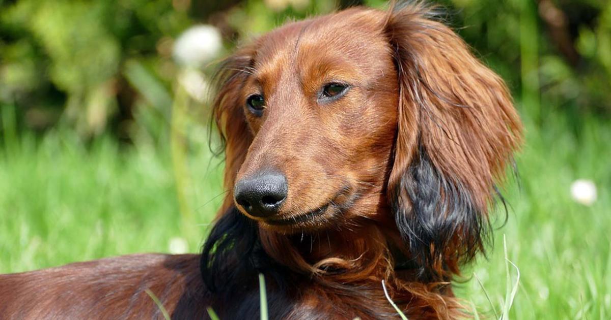 Hundreds of sausage dogs dressed festively in Hyde Park