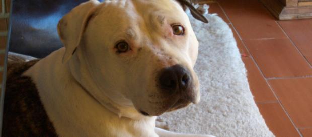 ASOCIACIÓN CANINA LICAÓN – Ley de Perros Potencialmente Peligrosos ... - aclicaon.com ASOCIACIÓN CANINA LICAÓN – Ley de Perros Potencialmente Peligrosos ... - aclicaon.com