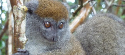 Les diverses espèces de lémuriens à Madagascar