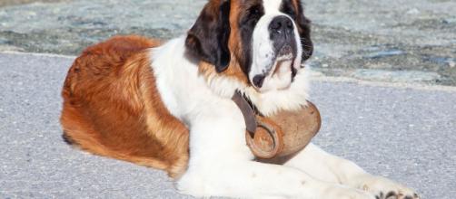 10 razas de perro de talla grande - Hogarmania - hogarmania.com