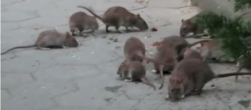 Exploring New York's rattiest park with a rodentologist. [Image source/Motherboard YouTube video]