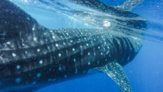 24zampe | Ambientalisti contro il Giappone: no alla &ldquo;caccia ... - ilsole24ore.com