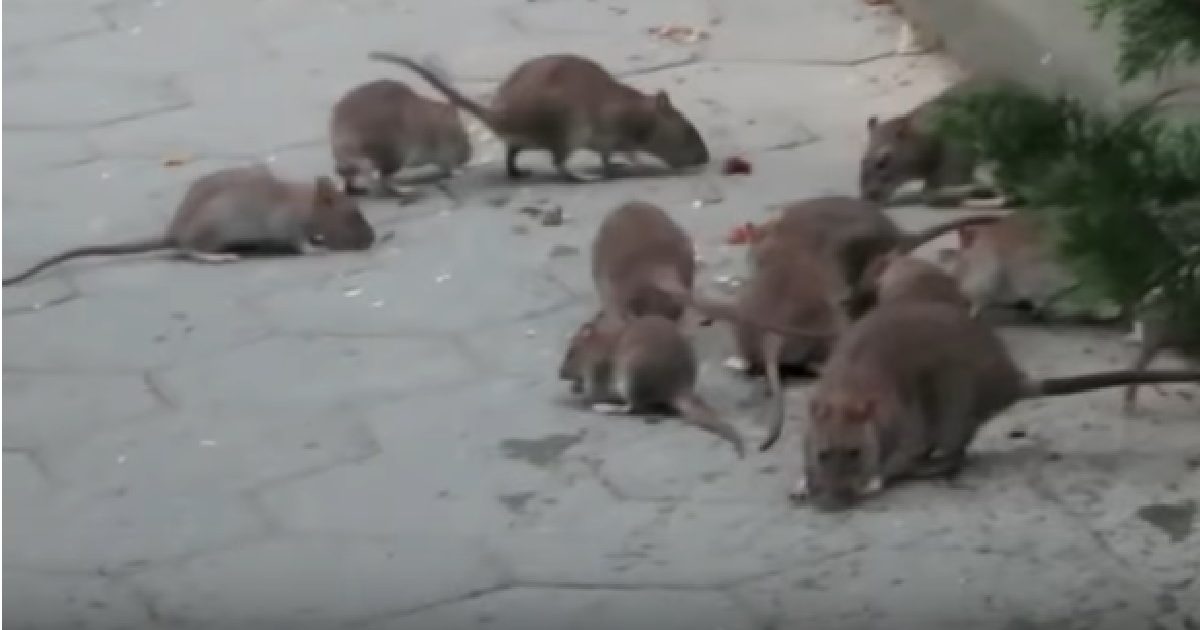 The White House faced with rat menace spreading in Washington DC