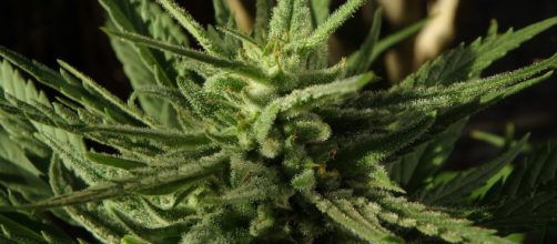 La cannabis riduce la fertilita' maschile | Tuo Benessere - tuobenessere.it