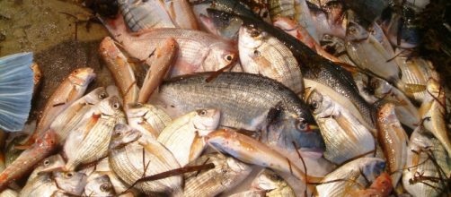Puglia, sequestrati quintali di pesce scaduto da anni: era destinato ai cenoni