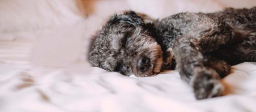 Woman finds her childhood puppy, given away by her father when she was young. [Image Pexels]
