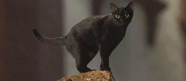 Eduardo Moscovis irá interpretar a forma humana do gato León. (foto reprodução). Eduardo Moscovis irá interpretar a forma humana do gato León. (foto reprodução).