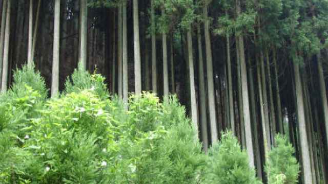 Alle porte di Tannh&auml;user | mondoalbino sbarca a Hong Kong | Pagina 33 - wordpress.com