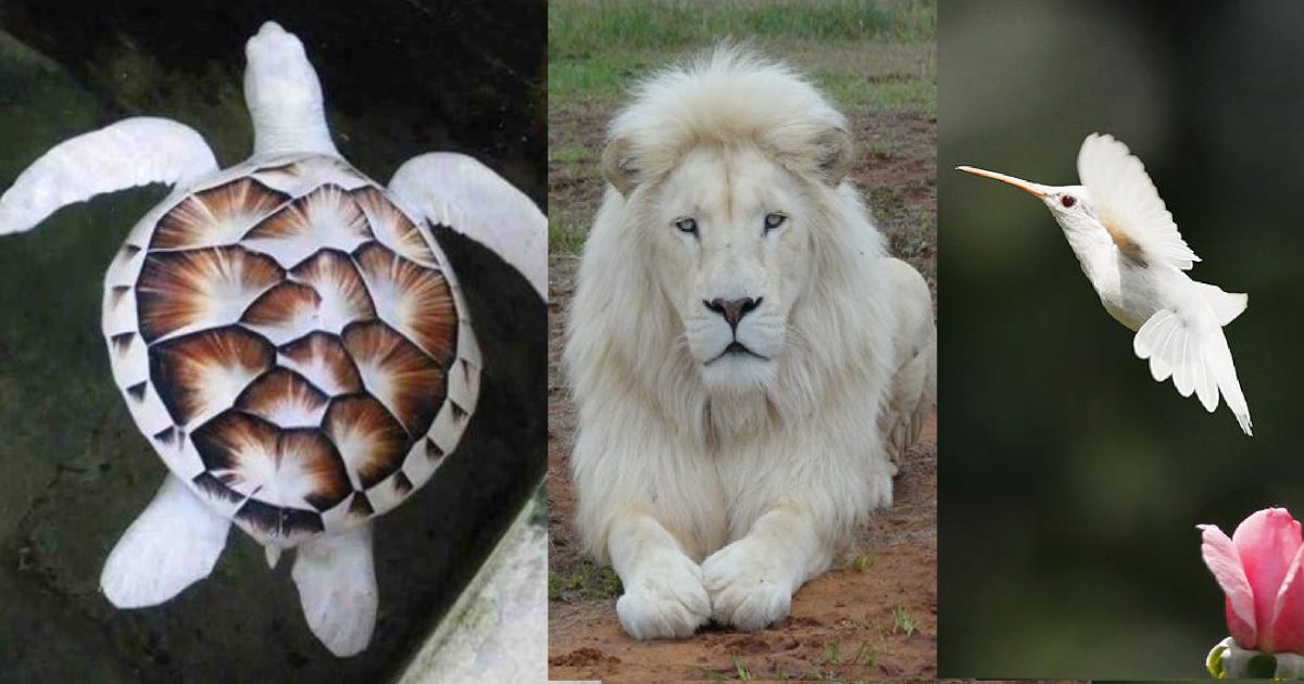 Fotos De Animais Albinos Muito Raros Mas Que Existem Realmente Na Natureza