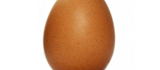 Les oeufs que nous consommons sont ils cruelty free ? Les oeufs que nous consommons sont ils cruelty free ?