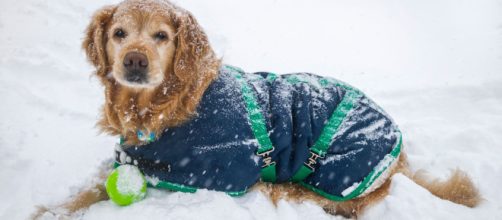cuidar de tu mascota en invierno, abrigar a tu perro en invierno - traveldog.es