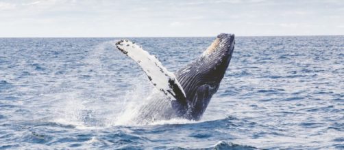 Con la salida de Japón se podrá crear un santuario de ballenas