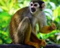 Woman jailed in Egypt for sexually assaulting a monkey