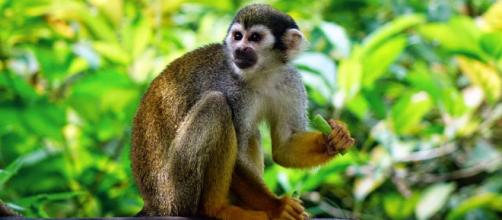 A woman in Egypt has been jailed for 3 years for sexually assaulting a monkey. [Image Pixabay]