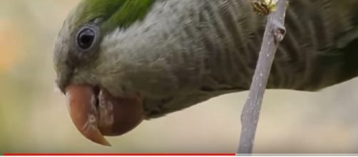 A monk parrot in Athens, Greece. [Image source/Devon Pike, YouTube video]
