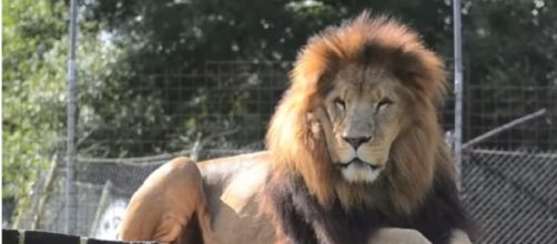 One of the lions of the Conservators Center. [Image source/ Conservators Center YouTube video]