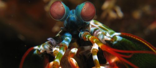 The Mantis shrimp , though it lives in the sea, bares a striking resemblance to a praying mantis. [image source: prilfsh/Wikimedia Commons ]