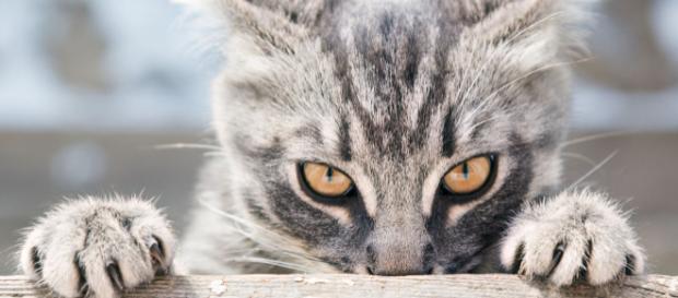 Six raisons étayées scientifiquement de détester les chats (ou de ... - lefigaro.fr Six raisons étayées scientifiquement de détester les chats (ou de ... - lefigaro.fr