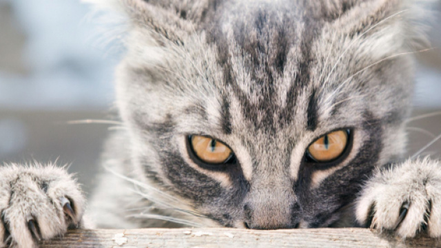 Six raisons étayées scientifiquement de détester les chats (ou de ... - lefigaro.fr