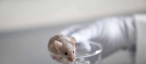 Finlandia, trova topo morto all'interno di fagioli neri italiani