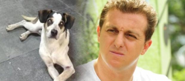 Luciano Huck se mostra chocado com morte de cachorro em Osasco. (foto reprodução). Luciano Huck se mostra chocado com morte de cachorro em Osasco. (foto reprodução).