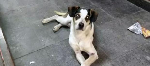 Senador faz proposta para aumento de pena de maus-tratos após repercussão da morte de um cachorro agredido. (Foto: Reprodução / Facebook) Senador faz proposta para aumento de pena de maus-tratos após repercussão da morte de um cachorro agredido. (Foto: Reprodução / Facebook)