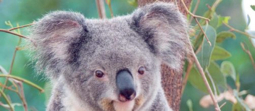 El koala es un mamífero marsupial nativo de Australia