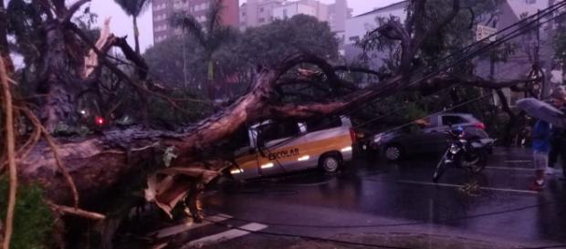 Árvore cai em van escolar e mata motorista. (foto reprodução). Árvore cai em van escolar e mata motorista. (foto reprodução).