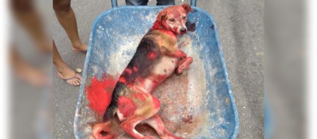 Pintaram a cadela de vermelho para ninguém perceber o sangue no animal. (Foto: Reprodução) Pintaram a cadela de vermelho para ninguém perceber o sangue no animal. (Foto: Reprodução)