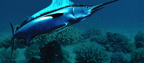 El pez espada puede llegar a vivir unos 15 años si el habitat y los alimentos son los adecuados