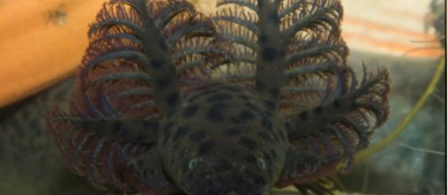 Scientists find giant leopard-spotted salamander in Florida. [Image source/Wochit News YouTube video]