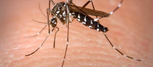 In arrivo la zanzara che porta la febbre gialla: i rischi per l'uomo