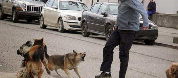 Multas de hasta 26 mil pesos por mordedura de perros | Cronicas ... - blogspot.com Multas de hasta 26 mil pesos por mordedura de perros | Cronicas ... - blogspot.com