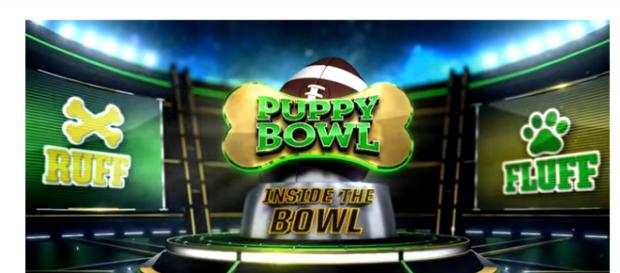 Puppy Bowl XIV airs February 4 at 3:00 PM EST. (Image via Animal Planet Youtube screenshot). Puppy Bowl XIV airs February 4 at 3:00 PM EST. (Image via Animal Planet Youtube screenshot).