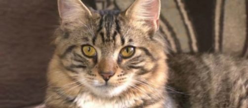 Animali, bastona gatto: condanna pesante