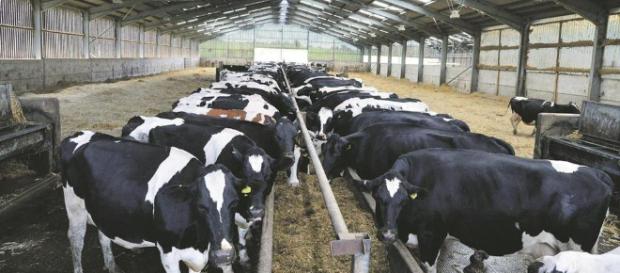 El ganado bovino necesita estar en condiciones óptimas para logar un máximo rendimiento El ganado bovino necesita estar en condiciones óptimas para logar un máximo rendimiento