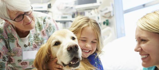 Perros de terapia, el mejor consuelo para los afectados por enfermedades Perros de terapia, el mejor consuelo para los afectados por enfermedades