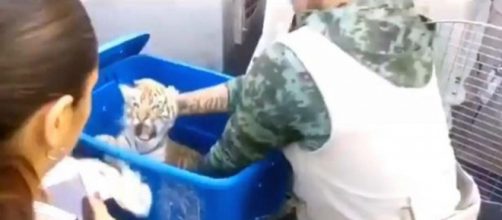 Cucciolo di tigre spedito per posta: la scoperta del cane poliziotto - lastampa.it