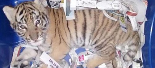 Tigre rinchiusa in un pacco postale, è successo in messico