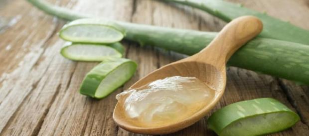 Alivia las picaduras de pulgas preparando 5 remedios naturales ... - mejorconsalud.com Alivia las picaduras de pulgas preparando 5 remedios naturales ... - mejorconsalud.com