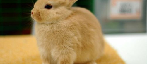 Cómo cuidar correctamente a un conejo enano