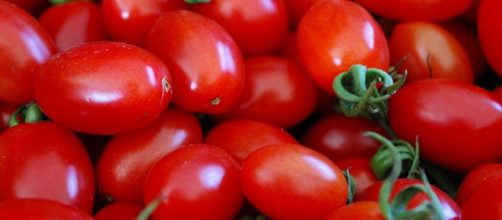 Pomodoro pachino, raccoglierlo non conviene: ecco cosa sta succedendo