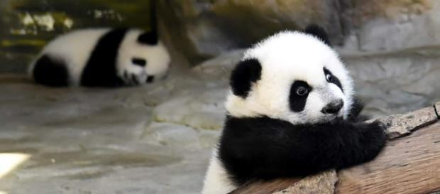 Los primeros trillizos de panda gigante. Los primeros trillizos de panda gigante.