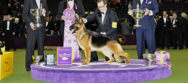 Premiación de Rumor en el Kennel Club Dog Show. Premiación de Rumor en el Kennel Club Dog Show.