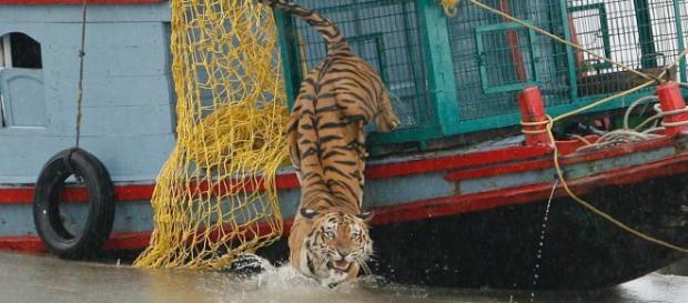 Tigre amenaza a aldeanos tras matar a pescadores en La India. Tigre amenaza a aldeanos tras matar a pescadores en La India.