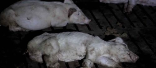 Aspecto de algunos de los cerdos de la granja murciana que denunciaba el programa 'Salvados'.