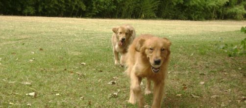 Golden Retriever El perfecto perro de terapia - Mascotas - Taringa! - taringa.net